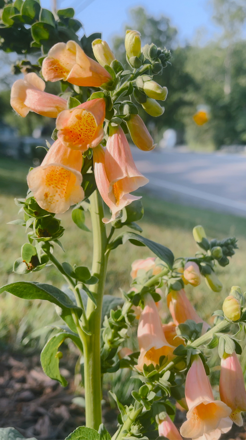 Best Deer Resistant Perennials